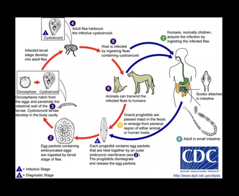 Life cycle