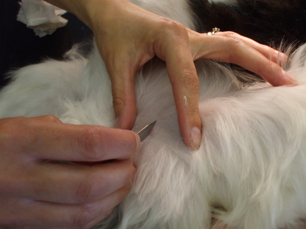 Photo Of Taking A Skin Scraping Rose Cottage Veterinary Centre