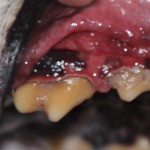 Pre-scaling affected teeth