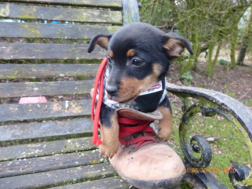 new pup in boot 2