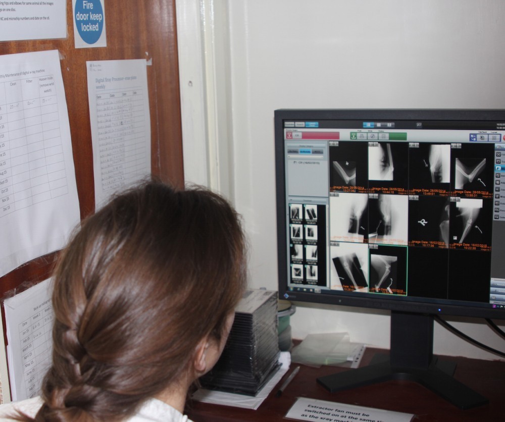 Alice looking at radiographs