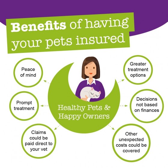 Pet insurance deals plans