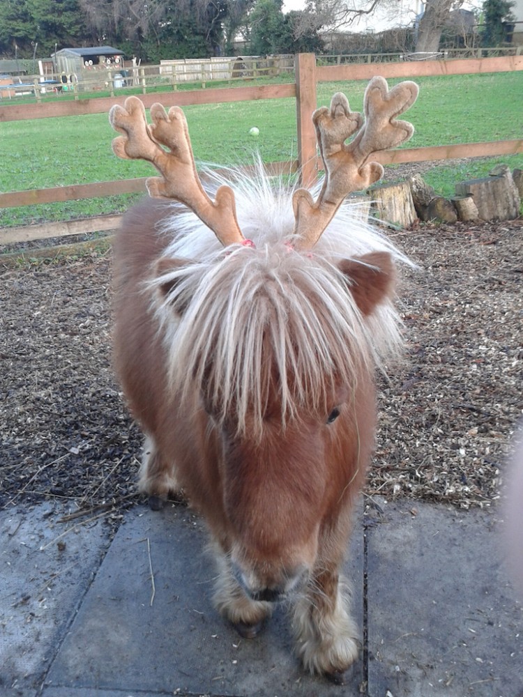 pony