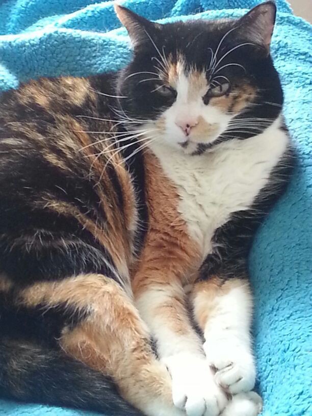 Lottie 2