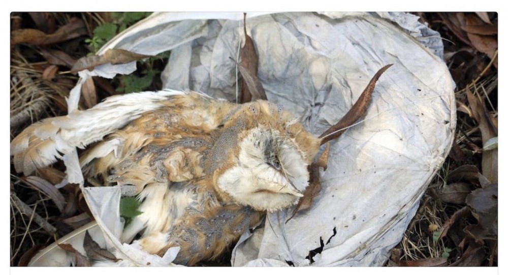 caught in chinese lantern