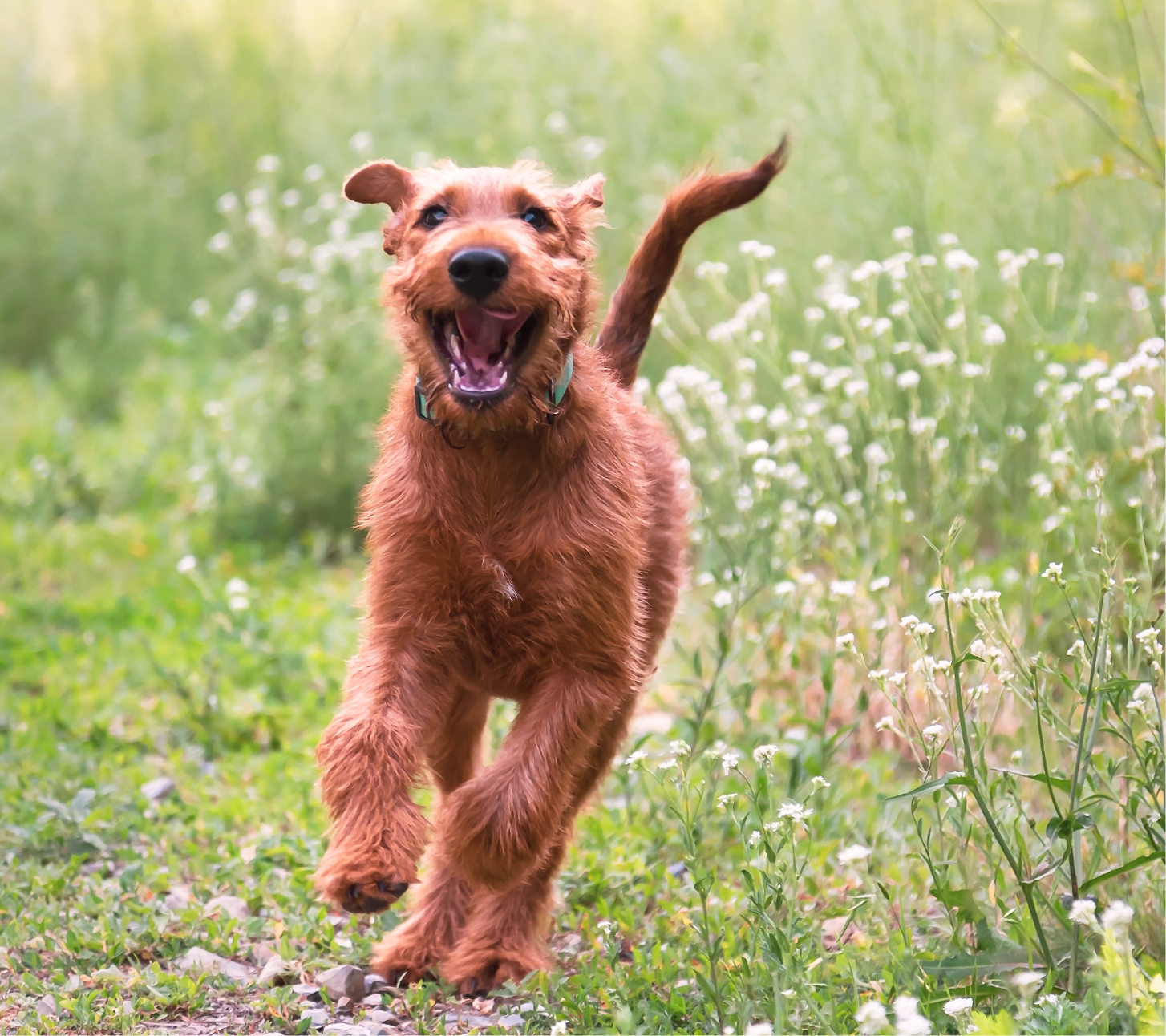 Happy dog running through summer grass