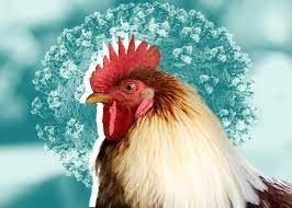 Avian Influenza 2023