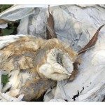 Chinese Lanterns — The Hidden Danger