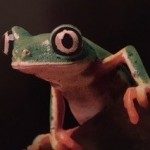 Lemur Leaf Frog Project