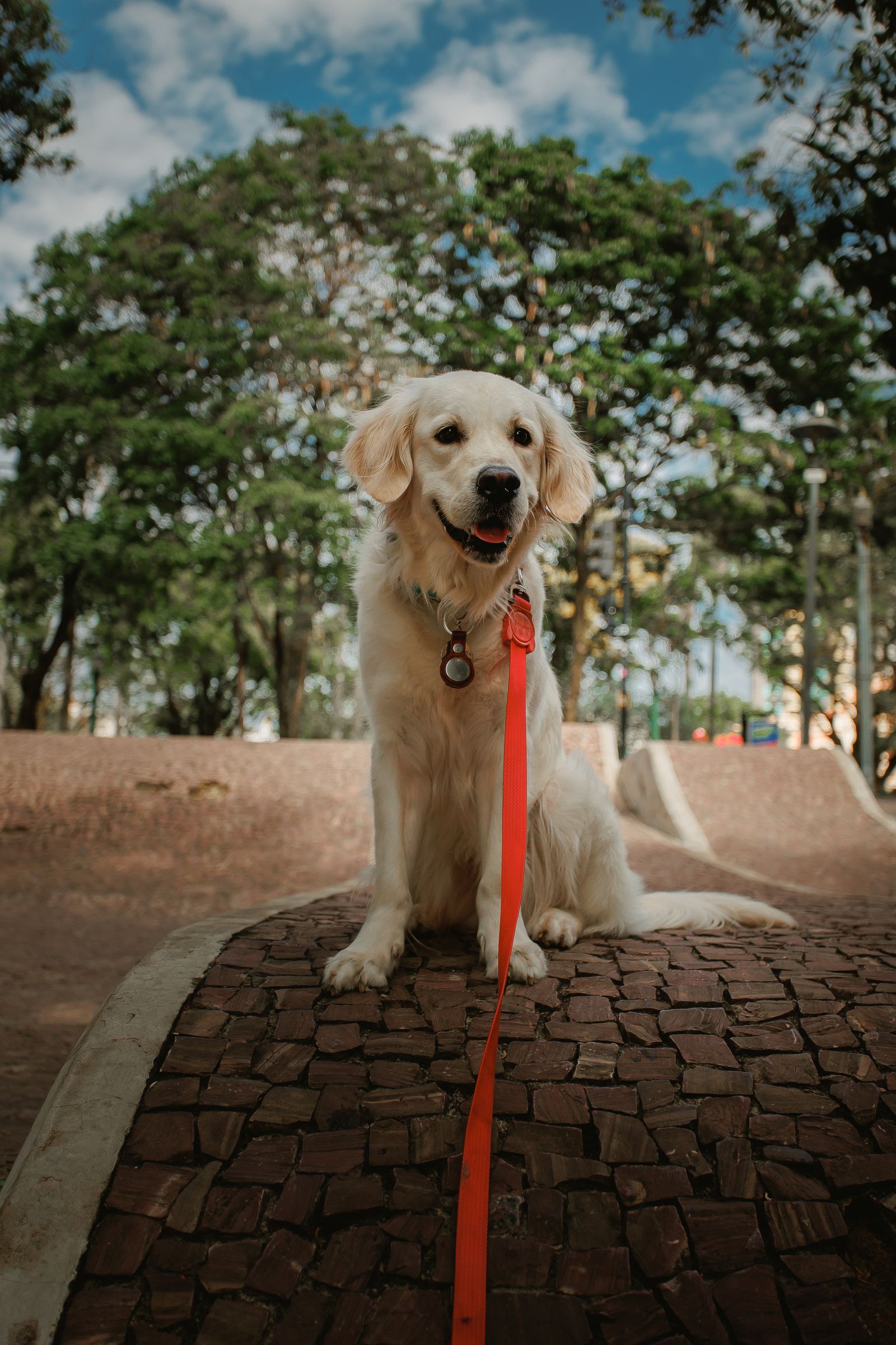Emergency veterinary care
