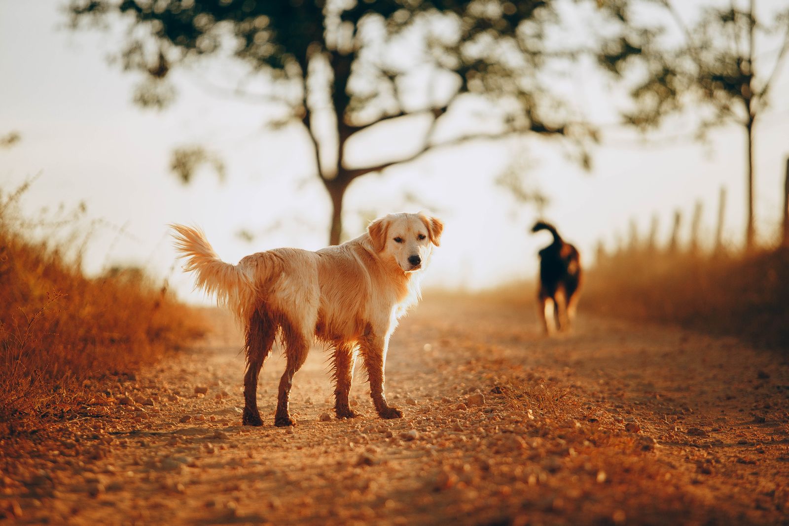 Lab walking in a park