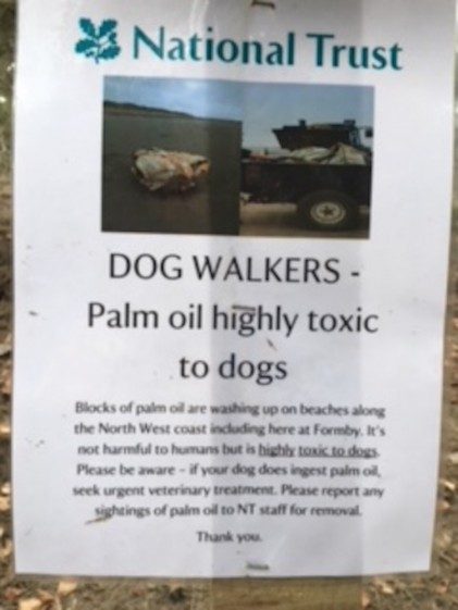 Palm Oil On Beaches — Risk To Dogs