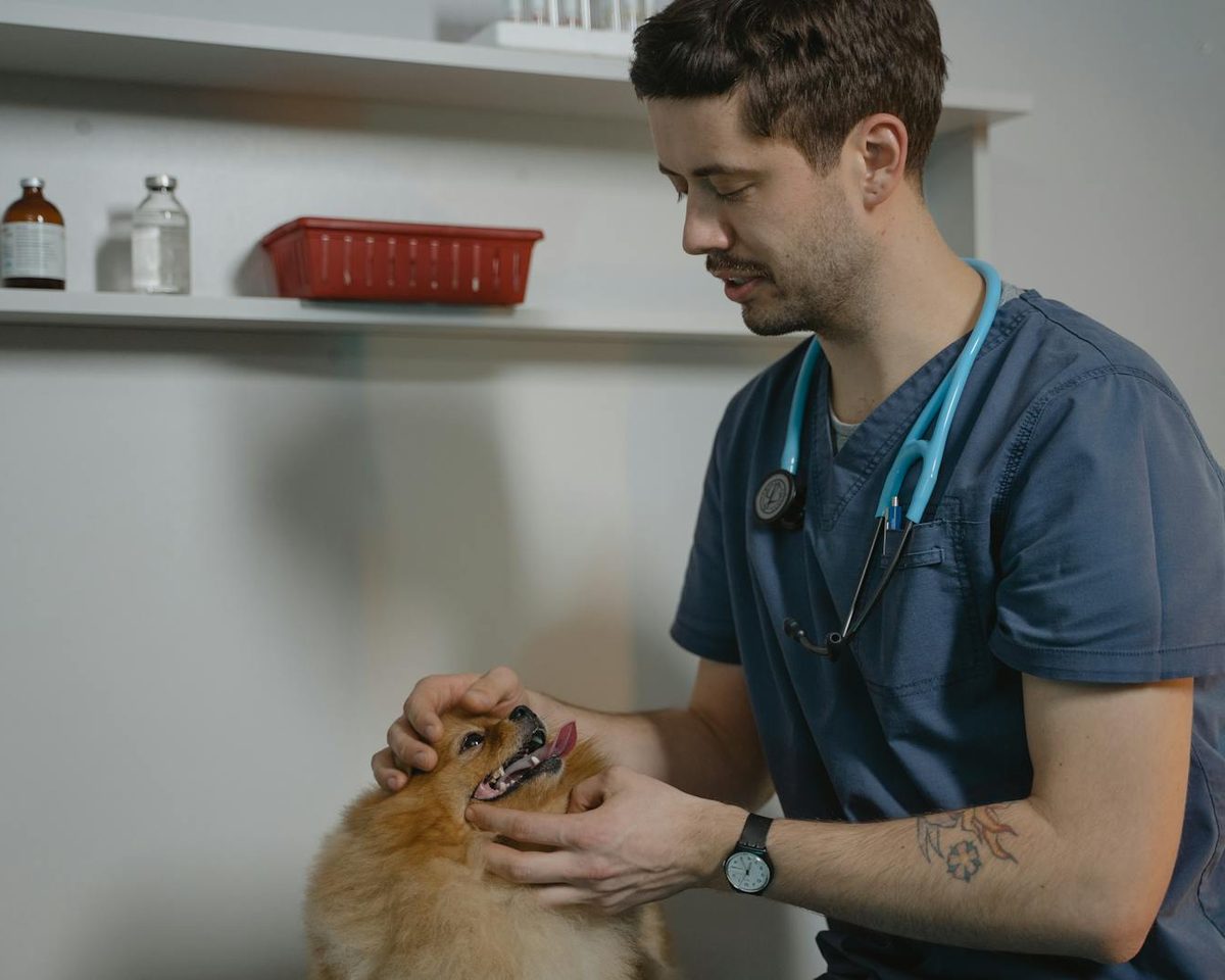 A vet checking over a small dog